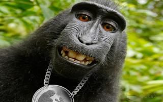 Monkey silver coin smile green - a monkey with free wallpaper