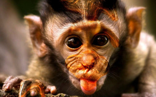 Monkey tongue oldman wrinkled mustache - its tongue free wallpaper