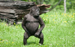 Gorilla standing hind legs field - alex petruk ape free wallpaper