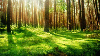 Forest sunlight grass trees nature - lot of trees and grass free wallpaper