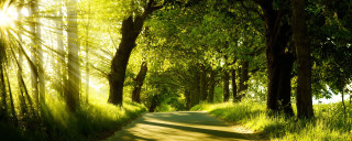 Sunny road trees grass nature - the side of the road free wallpaper