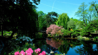 Pond trees flowers bridge blue - a bridge in the background free wallpaper