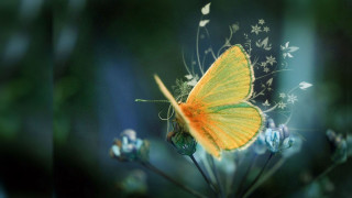 Yellow butterfly flower blurry photo - a yellow butterfly free wallpaper
