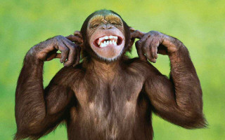 Monkey funny expression hands on - a monkey with free wallpaper