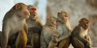 Monkeys sitting on rock together - a rock together free wallpaper