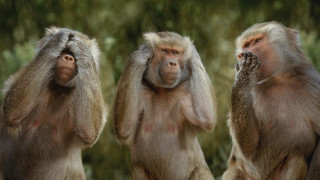 Three monkeys blurry dog lion - their face free wallpaper