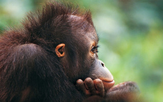 Monkey closeup blurry background trees - alex petruk ape free wallpaper