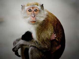Monkey sitting wooden pole side - alex petruk ape free wallpaper