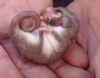 Small animal person hand tiny - a small animal free wallpaper