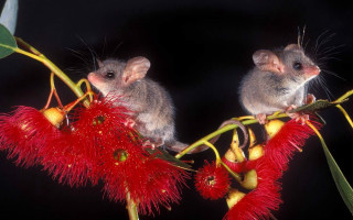 Two mice red flower leaves - a red flower free wallpaper