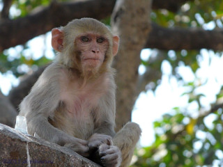 Monkey sitting rock bottle tree - animal photography free wallpaper