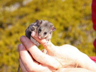 Small mouse red shirt hand - arm free wallpaper