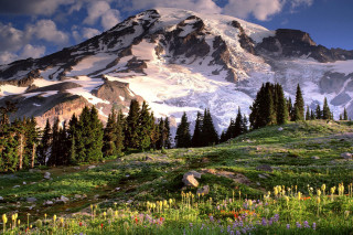 Mountain snow covered peak trees 2 - wildflower free wallpaper