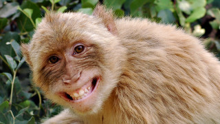 Smiling monkey bush background leaves - a monkey with free wallpaper