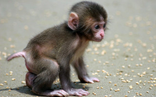 Small monkey beach grain camera - a small monkey free wallpaper