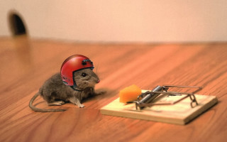Mouse helmet mouse trap wooden - a mouse free wallpaper