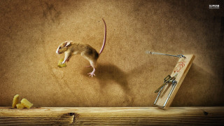 Mouse eating fruit table mouse - a piece of fruit free wallpaper