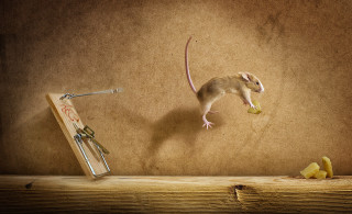 Mouse eating fruit next to - a mouse free wallpaper