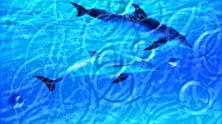 Dolphins swimming blue pool bubbles - the water and a man free wallpaper