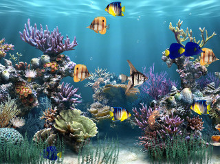 Large aquarium different fish corals - a large aquarium free wallpaper