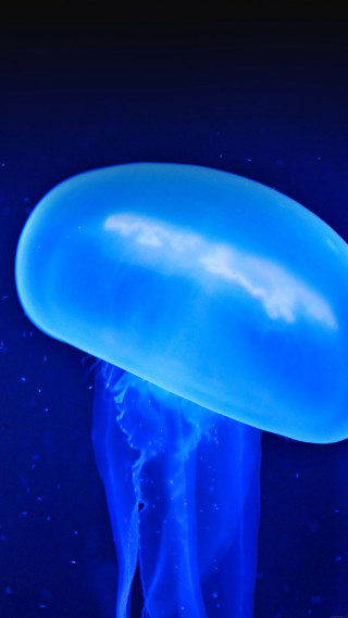 Blue jellyfish floating night dark - the water free wallpaper