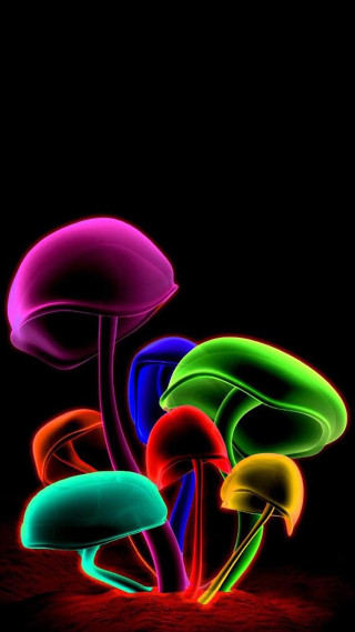 Mushrooms colorful night dark group - the dark night time free wallpaper