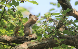 Squirrel tree branch looking sky - the sky in the background free wallpaper