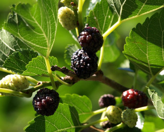 Branch berries leaves sunlight natural - the branch free wallpaper