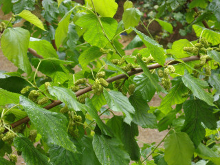 Tree green leaves buds rain - green leaf and buds free wallpaper