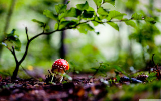 Red mushroom forest branch leaves - shallow free wallpaper