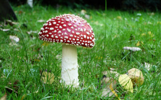 Mushroom grass white dots cap - white dot free wallpaper