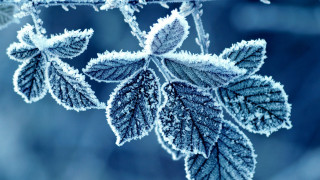 Frosted leaf branch closeup blurry - frost free wallpaper