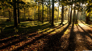 Sunlight woods path trees shadows - a path free wallpaper