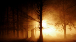 Foggy forest sunset trees atmospheric - a foggy forest free wallpaper