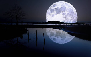 Full moon water night tree - a tree in the foreground free wallpaper