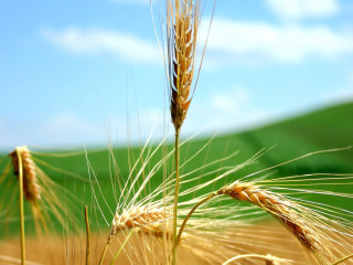Wheat field blue sky clouds 7 - heavy grain free wallpaper