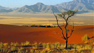 Lone tree desert mountains blue - art free wallpaper
