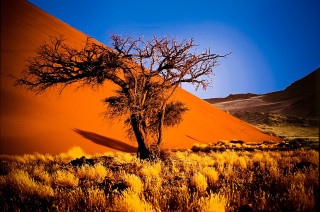 Lone tree desert blue sky - eric deschamps free wallpaper