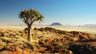 Small tree rocky area mountain - a small tree free wallpaper