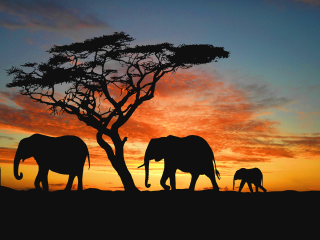Elephants walking tree sunset orange - front of a tree free wallpaper