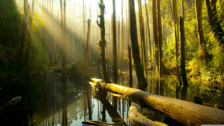 River forest log sunlight trees - forest free wallpaper