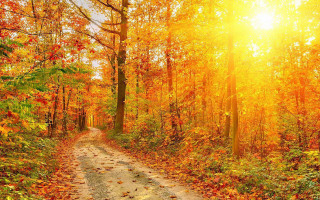 Dirt road autumn sunlight falling - the fall season free wallpaper