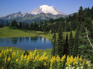 Mountain lake forest yellow flowers 7 - yellow flower free wallpaper