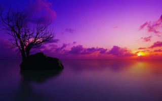 Lone tree silhouette purple sunset 7 - a lone tree free wallpaper