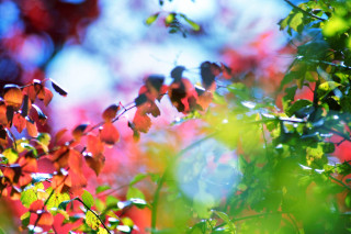Red leaves green leaves blue - chromatic free wallpaper