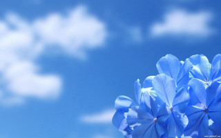 Blue flower sky background clouds 2 - blue sky free wallpaper
