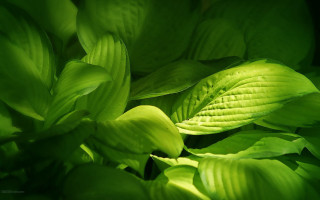 Green leafy plant macro art - a light reflection free wallpaper
