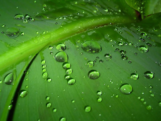 Green leaf water droplets green 2 - a few leaf free wallpaper