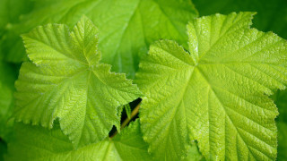 Green leaf blurry background nature - a green leaf free wallpaper