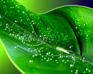 Green leaf water droplets blue 2 - leaves surface free wallpaper